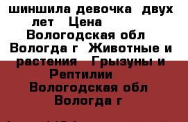 шиншила-девочка  двух лет › Цена ­ 1 000 - Вологодская обл., Вологда г. Животные и растения » Грызуны и Рептилии   . Вологодская обл.,Вологда г.